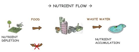 There is a linear approach to how we manage nutrients at the moment: Often, they are taken from the soil, consumed, and then discharged with wastewater in aquatic ecosystems, where they cause severe problems. Source: CONRADIN 2010. 